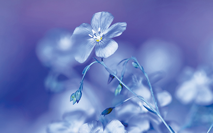 Aqua Blue