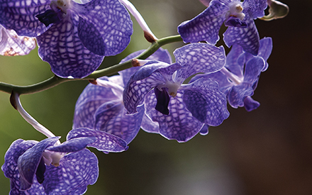 Cashmere e Orchidea